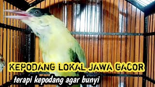 burung kepodang emas gacor || kepodang hutan gacor