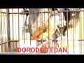 Edan Burung Kapas Tembak Gacor Dan Full Buka Ekor Dengan Suara Variasi Mp3 - Mp4 Download