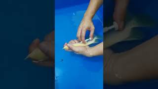 Malaysia Albino Den Crossback Arowana