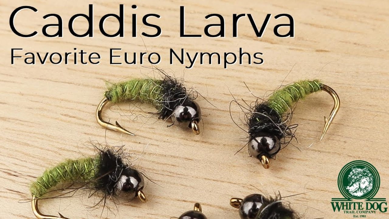 Caddis Larva Euro Nymph - Favorite Euro Nymphs - Fly Tying 