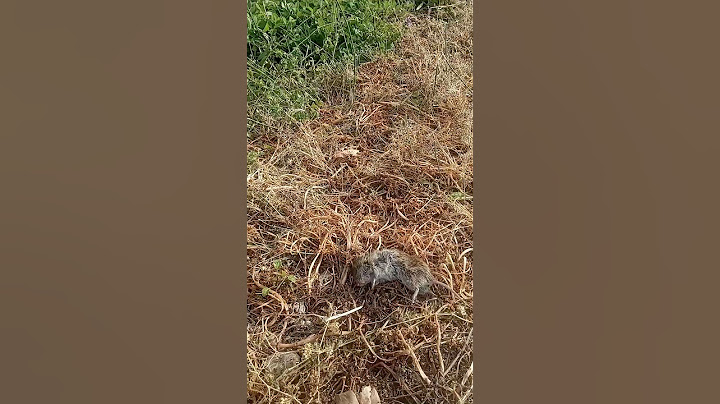 we found a dead mouse 💀✌️