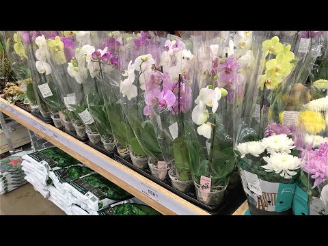 ОРХИДЕИ и другие цветы, растения в Леруа Мерлен на пр. Испытателей (СПБ). 09.06.21.