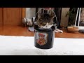 バケツに入った重いねこ。-Maru in the bucket is heavy.-