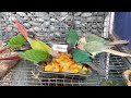 Fruit &amp; Veggies at RS Aviary