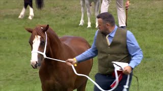 Merlod Cymreig Teip Cob - Eboles 2 | Welsh Ponies Cob Type - Filly 2 yr old