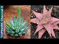 15 variedades de Aloes mas hermosos del mundo