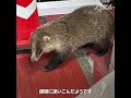 JAXA 事業所の動物たち 内之浦宇宙空間観測所編