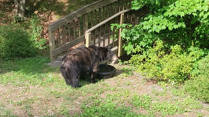 Bear Simone  Snack Time
