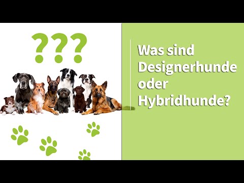 Video: Was macht Amerika groß? Hunde, natürlich! [Video]