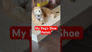 My Dog Had a Shoe Fetish 🤔🐶 @TheJessiiShow