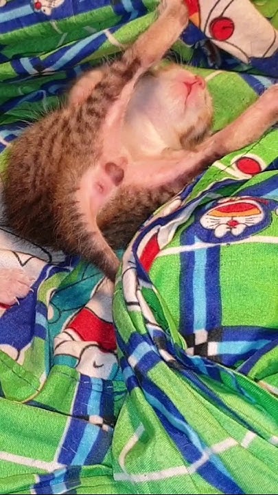 What Is Matter Baby Please Keep Moving Don t Chao jerrycat YouTube what-is-matter-baby-please-keep-moving-don-t-chao-jerrycat-youtube