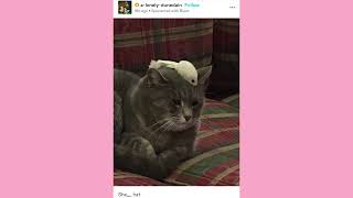 Pukicho Heaven | Late Night Tumblr Posts