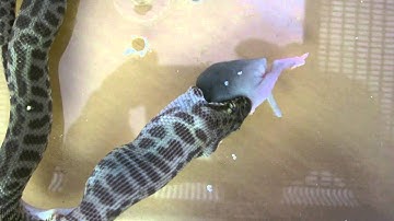 Steve is a "Stimsons" Childrens  Python feeding on baby mouse