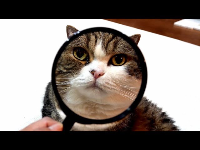 虫メガネでねこを見てみる。-I see Maru with a magnifying glass.-