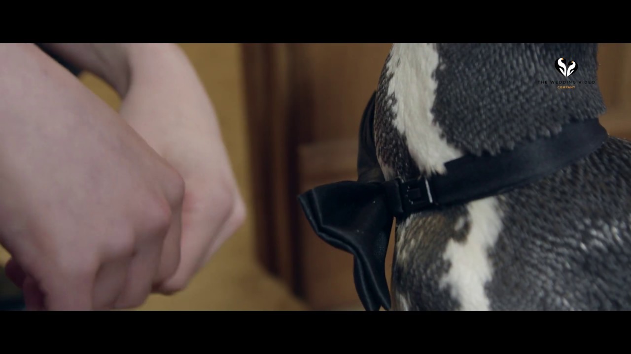 These gay penguins had a lavish wedding better than any you've attended -  LGBTQ Nation, image size:1280x720