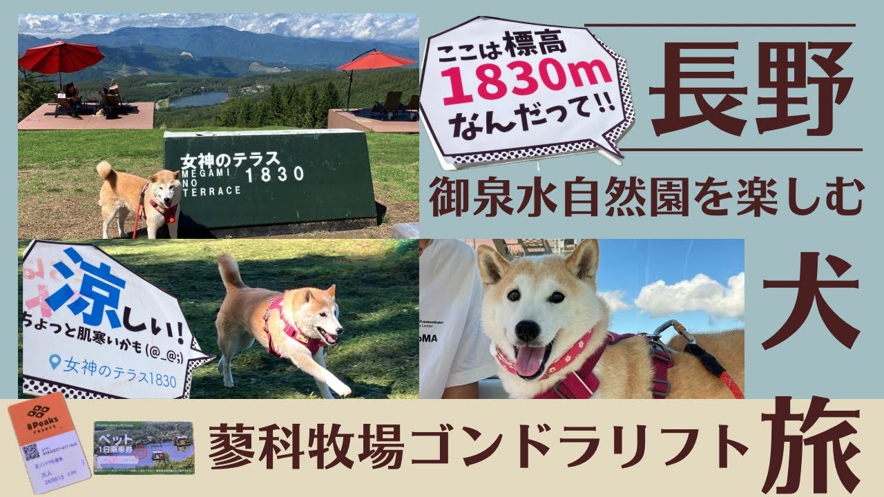 【長野】1830mの世界を楽しむ犬旅（蓼科牧場ゴンドラリフト→ドッグラン→御泉水自然園→女神のテラス）