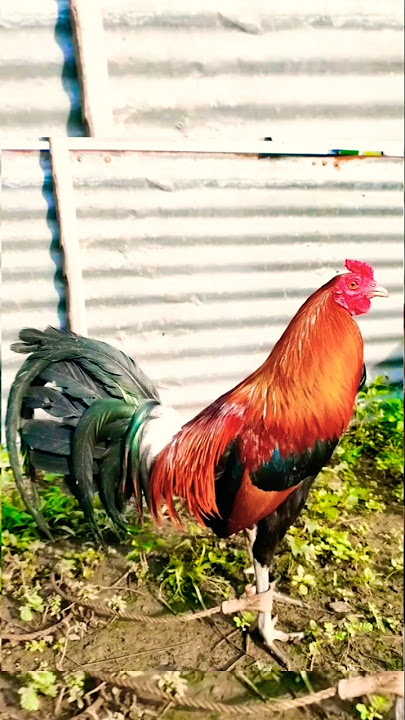 hatch   tinola line = isang palo kalang #ayam #rooster #chicken