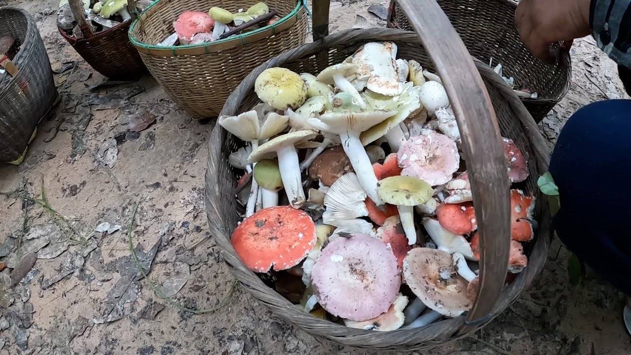 เห็ดไคเป็นจุ้มๆ ดอกงามๆเต็มป่าโคก มาเก็บเห็ดนำกันเด้อ