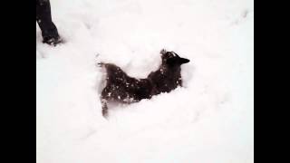 Australian Cattle Dog 'Hobo' in the snowy woods by Hobo [Australian Cattle Dog] 981 views 9 years ago 1 minute, 38 seconds