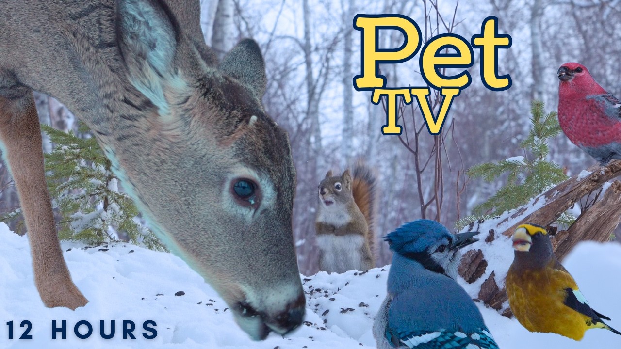 Best of February 😻 12 Hour Compilation of Nature Fun for Cats, Dogs, & People