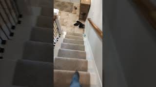 Chonky Grey Cat Capitalizes On Elevators, Ending Will Shock You!