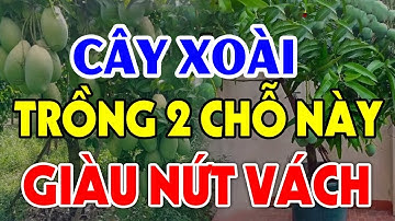 Cứ TRỒNG CÂY XOÀI Ở Chỗ Này Để HÚT TÀI LỘC Tiền Vàng Kéo Vào Ầm Ầm, Đổi Đời Giàu Nứt Vách