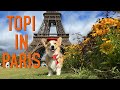 TOPI IN PARIS! - Topi the Corgi