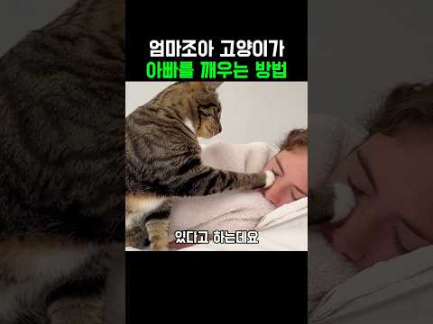 엄마조아 고양이가 아빠를 깨우는 방법 thumbnail