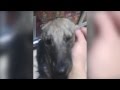 Abused Dog Feels For the First Time Petting Instead of Abusing Abused Dog Feels For the First Time Petting Instead of Abusing