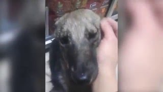 Abused Dog Feels For the First Time Petting Instead of Abusing Abused Dog Feels For the First Time Petting Instead of Abusing