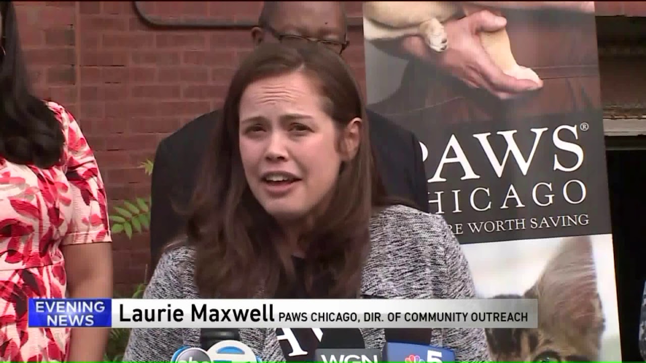 newspaper mockup PAWS Chicago expanding to Englewood