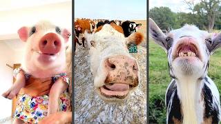 Funny Farm Faces! | 30 Minutes of Fun Animals