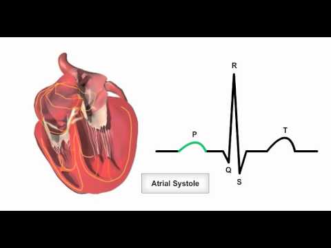Anatomy & Physiology Online - Cardiac conduction system and its relationship with ECG