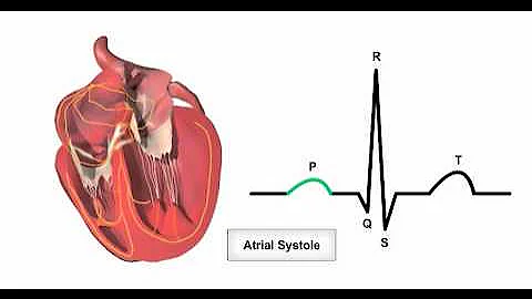 Anatomy & Physiology Online - Cardiac conduction system and its relationship with ECG
