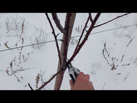 🍏Обрезка 3-х летней