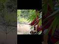 Catching Fish with a Handmade Bamboo Fishing Rod | Village Life Skills 🎣#Fishing #HandmadeFishingRod