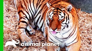 This Rescued Tiger Desperately Needs a Manicure | Dr. Jeff: Rocky Mountain Vet