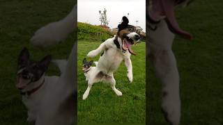 Funny animals 2023  Funniest Cats and Dogs Video211 #shorts