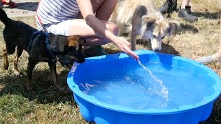 What exactly are the 'dog days' of summer and where did the term originate?