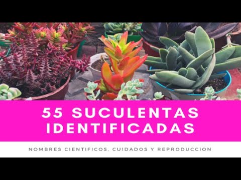 55 IDENTIFIED SUCCULENTS | names, care and reproduction - YouTube