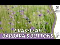 Grassleaf barbaras buttons information description  more marshallia graminifolia