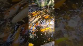 Огромные Золотые Рыбки \ Таиланд Бангкок