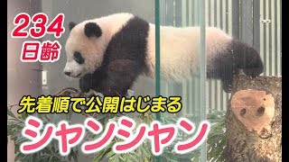 シャンシャン234日齢　先着順で公開を開始