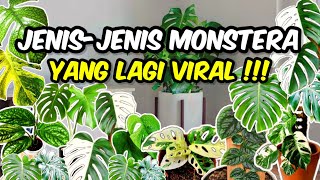 JENIS-JENIS MONSTERA YANG LAGI VIRAL DAN KISARAN HARGANYA