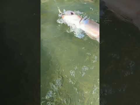 My fav catch