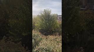 Xweza Û Dirîreşkên Hezroyê Nature And Blackberries Of The Hazro