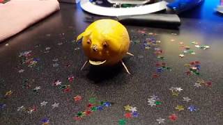 Lemon piglet