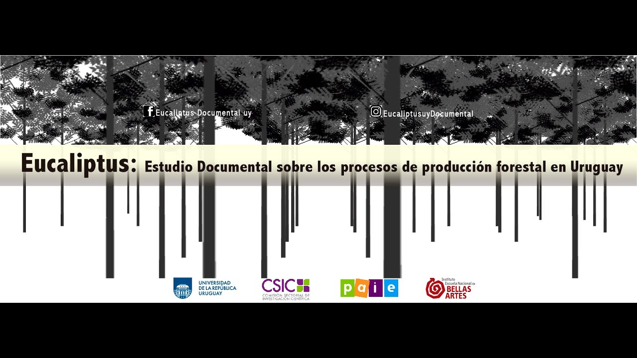 Eucaliptus: Estudio documental sobre los procesos de producción forestal en Uruguay.