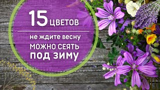 Не ждите весны 🌸 Какие цветы сеять под зиму? Осенний, подзимний посев цветов