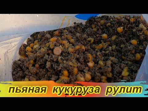 Khadjibey September 10th / Drunk corn worked